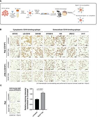 Preclinical study of CD19 detection methods post tafasitamab treatment